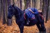 Лесная сказка