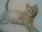 Мои кот КаZантип=)