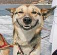 dog-smile