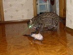 Сам ловит сам и ест)