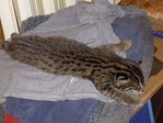 маленький КоТиК--еще не вырос