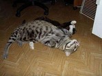 Дружит и с другими котами