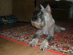 Ma dog