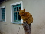 Барсик. Я защитник КришнЫ! Разорву Всех!