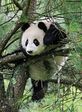 95599871136_zhivhum-panda-upal1