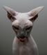 070327_cat2