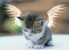 Котенок