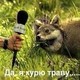 Курево