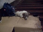 ваша аренда просрочена...)