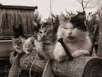 Форум,будуар)