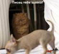 Дубинка)