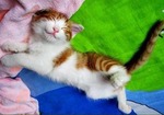 Crazy Orange;))