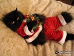 Снежная Кошшка)