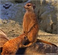 burunduki-minet