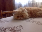 Дашка