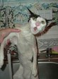 скупнулся в луже