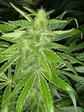 My own grow up