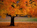 An_Autumn_Beauty