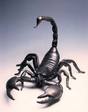 Scarpion