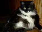 котя устала)