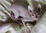 Королева Викторя Атеф Тутанхамон:)