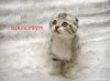 prikol_426