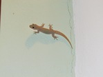IMG_0096