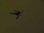 IMG_0448