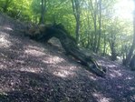 1223616835_qoruq[1]