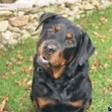 bodr_dogs_a026