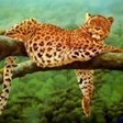 bodr_cats_a084