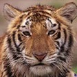 bodr_cats_a016
