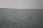 IMG_3173_1024x682