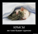 крысы