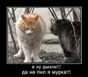 P4ee4NNXdW7udKuIQgxwsgrmZCx9Pf6UCzjAASJYCxg
