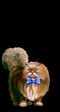 кофофок