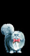кошак2
