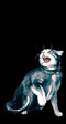 кошак 7