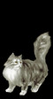 кошандрик 2