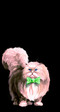 кошак 5