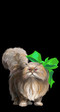 кошак уже не помню его номера=)