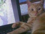 Мой Мотя,в БК играет за кота Злюку))