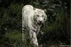 foto-white-tiger3