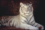 foto-white-tiger1