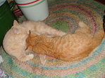 кошке 4 года, котенку 4 месяца