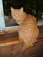 котенок