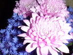 DSC00650