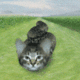 qpuEUIJ2DO6OtDMiDW5eGg5f9SDJKSIfk51yzBuWMYeg.gif