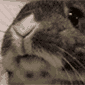 avatar706_2.gif