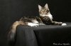 Котя